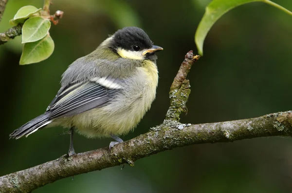Flying Great Tit Parus Major — Photo