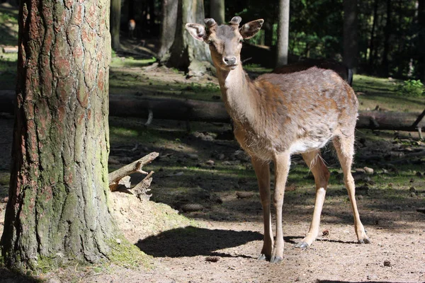 Deer Wild Animal Fauna — Stock Photo, Image