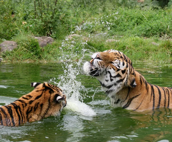 Ragadozó Vadmacska Csíkos Tigris Állat — Stock Fotó