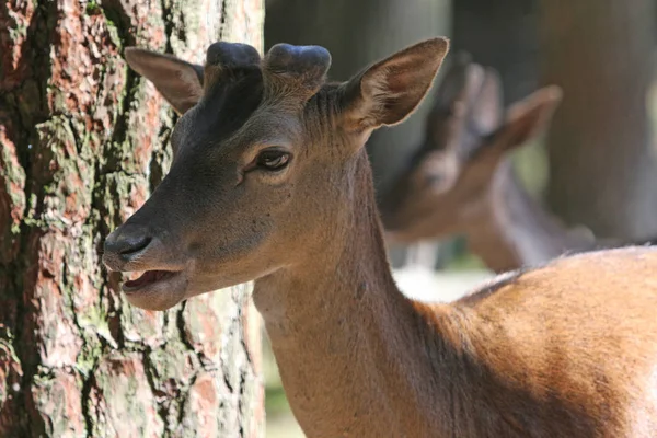 Geyik Vahşi Hayvan Fauna — Stok fotoğraf