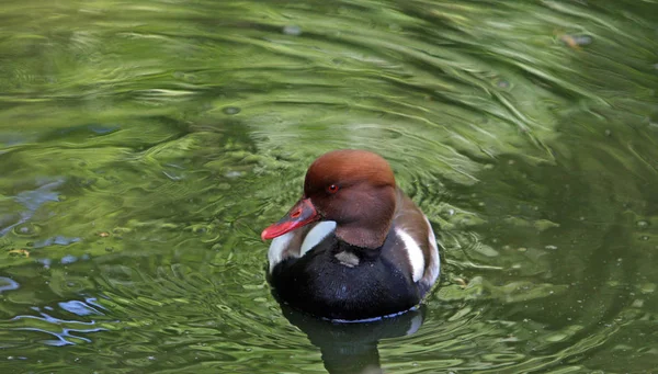 Schilderachtig Uitzicht Prachtige Vogel Natuur — Stockfoto