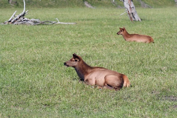 Niedliches Känguru Tier Australisches Säugetier — Stockfoto