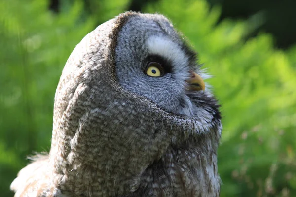 Schilderachtig Uitzicht Prachtige Vogel Natuur — Stockfoto