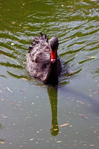 Scenic View Majestic Swan Nature — Stock Photo, Image