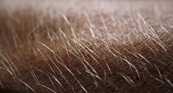 Close Fur Texture — Stock Photo, Image