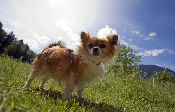 Pequeno Chihuahua Pedigree Cão — Fotografia de Stock