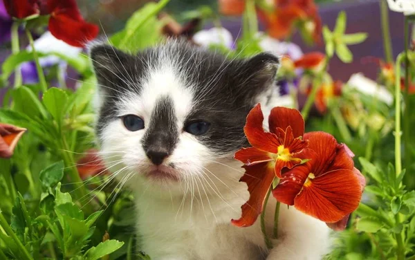 Portret Van Een Schattige Kat — Stockfoto