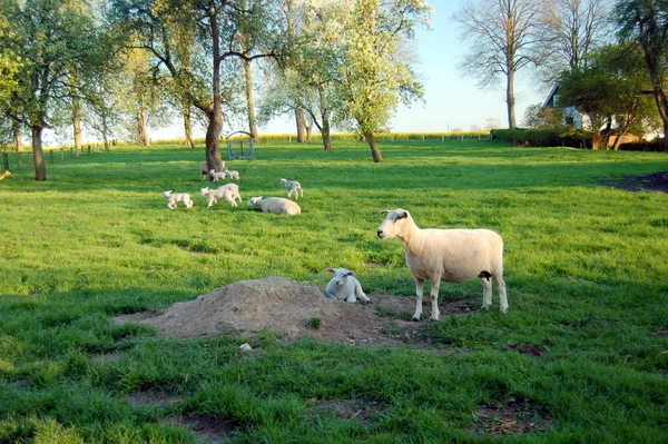 Prato Habitat Aperto Campo Vegetato Erba Erbe Altre Piante Non — Foto Stock