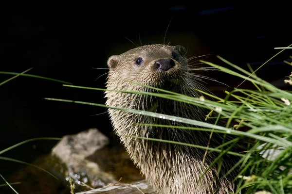 Otter Aquatic Animal Nature Fauna — Stock Photo, Image