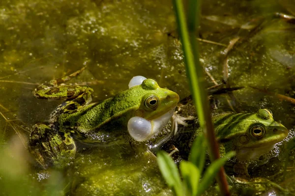 Rana Verde Animal Anfibio Fauna — Foto de Stock