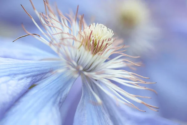 Flora Płatki Kwiatów Roślina Botaniczna — Zdjęcie stockowe