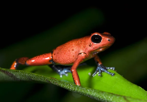 Rana Animal Anfibio Ensalada — Foto de Stock