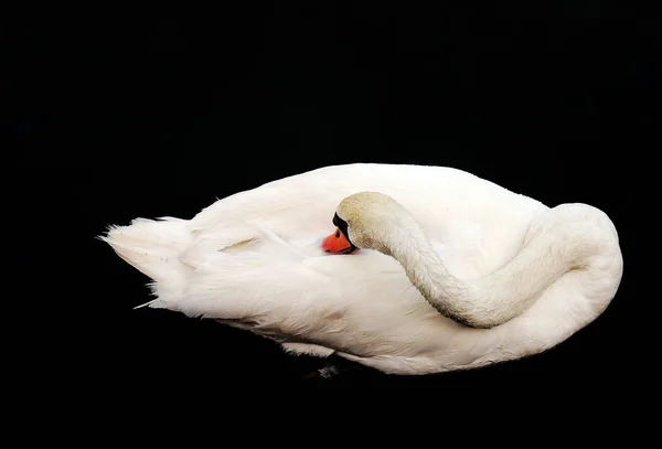 Vista Panorámica Del Majestuoso Cisne Naturaleza — Foto de Stock