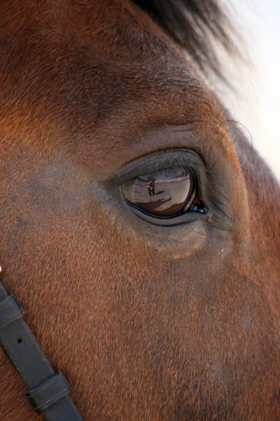 Horses Outdoors Daytime — Stock Photo, Image