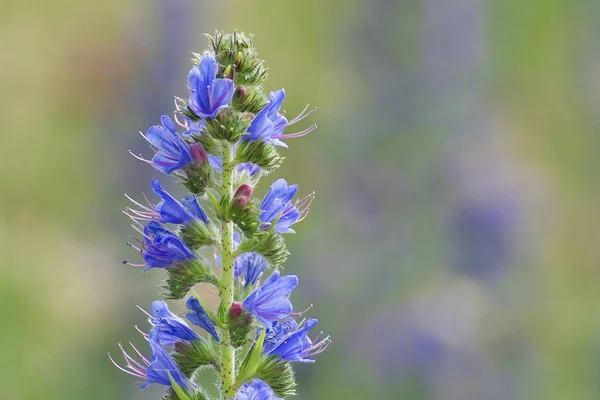 Beautiful Blooming Flowers Nature Background — Stock Photo, Image