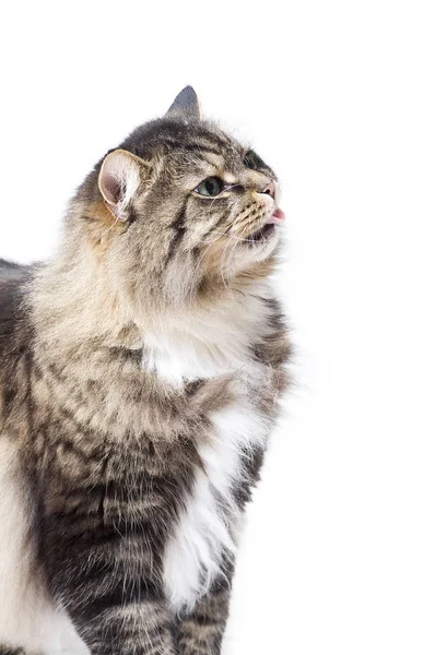 Retrato Gato Bonito — Fotografia de Stock