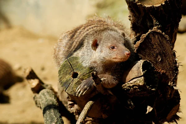 Primer Plano Los Animales Zoológico —  Fotos de Stock