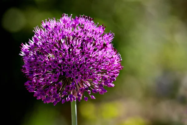 Flor Alium Flora Botânica — Fotografia de Stock