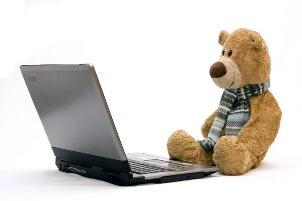 Медвежонок Ноутбук — стоковое фото