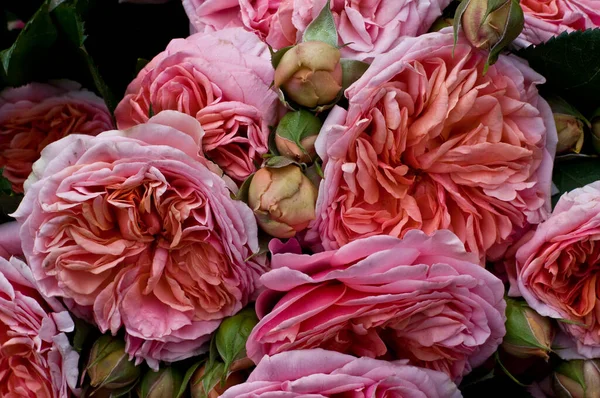 Veduta Panoramica Delle Belle Rose Fiore — Foto Stock