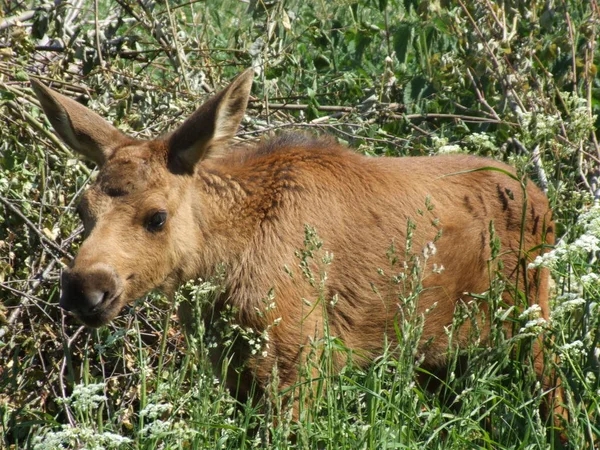 Een Jonge Eland Het Veld — Stockfoto