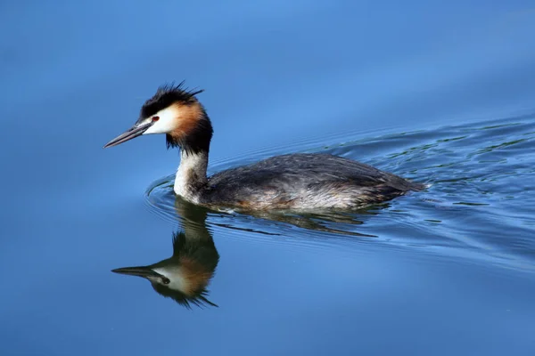 Vista Close Belo Pássaro Grebe Natureza — Fotografia de Stock