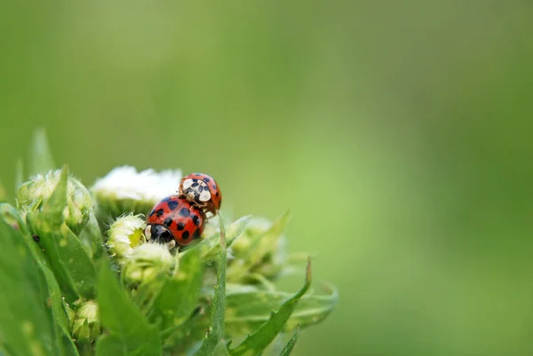 Detailní Pohled Roztomilý Beruška Hmyz — Stock fotografie