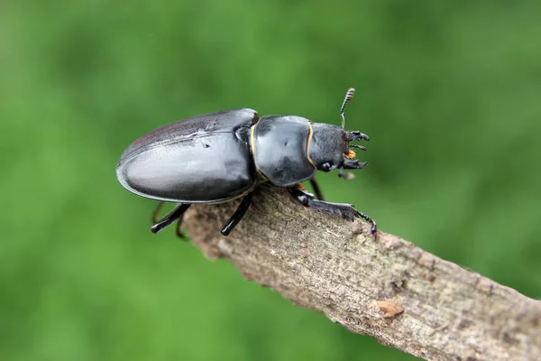 Närbild Insekter Vild Natur — Stockfoto