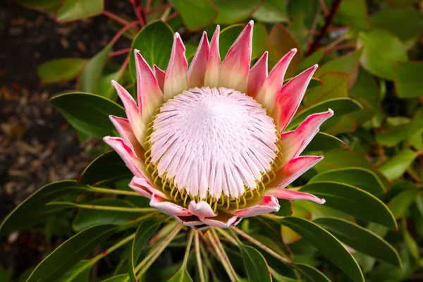 King Protea Plant Cynaroides — Stock Photo, Image