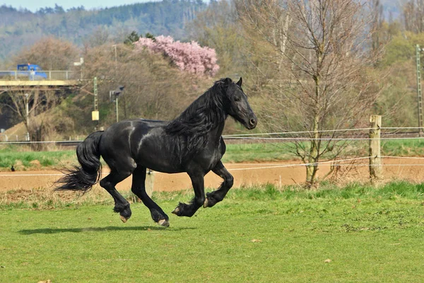 Heste Udendørs Ved Daggry - Stock-foto