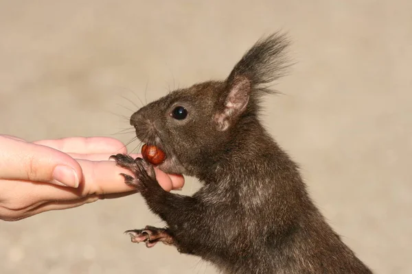 Adorabil Animal Veveriță Rozătoare — Fotografie, imagine de stoc