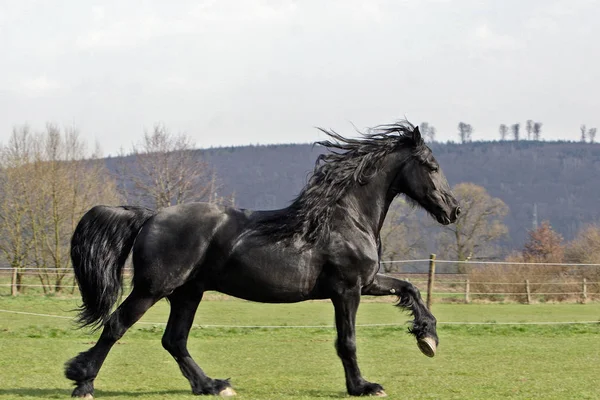 Paarden Overdag Buiten — Stockfoto