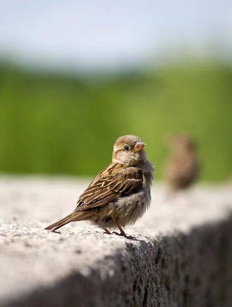 Vacker Utsikt Över Söt Sparv Fågel — Stockfoto