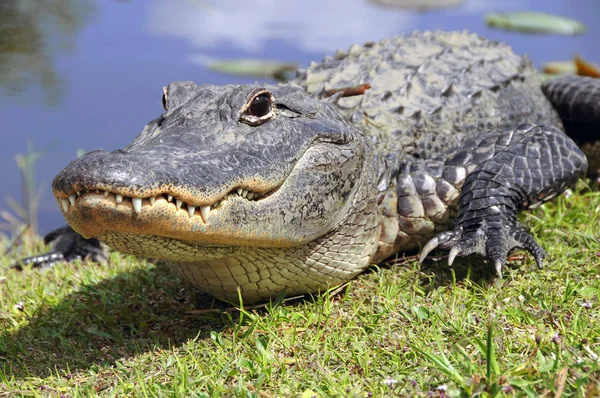 Naturalnymi Siedliskami Aligatorów Ameryka Amerykański Aligator Chińska Republika Ludowa Chiński — Zdjęcie stockowe