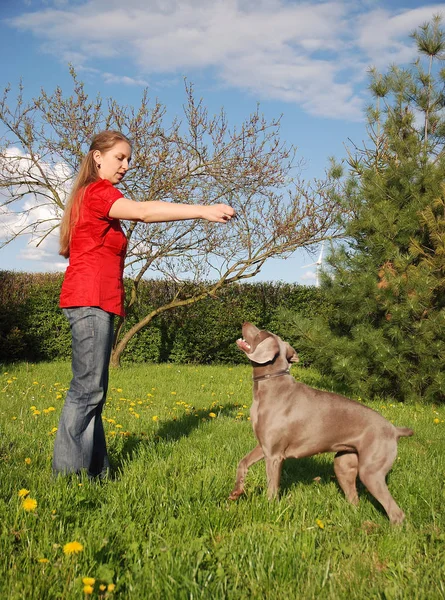 Giovane Donna Con Cane Nel Parco — Foto Stock