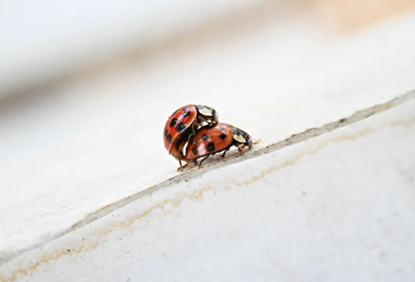 Primo Piano Bug Natura Selvaggia — Foto Stock