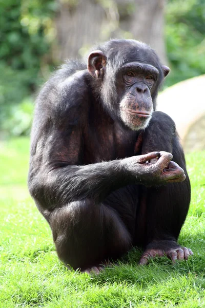 Encerramento Animais Jardim Zoológico — Fotografia de Stock