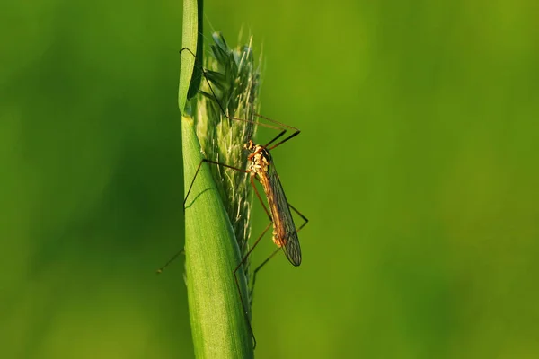 Close Bug Natureza Selvagem — Fotografia de Stock