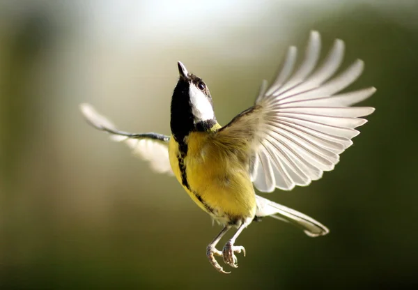 Coal Tit Flight — Fotografia de Stock