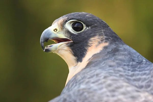 Sokol Stěhovavý Falco Peregrinus — Stock fotografie