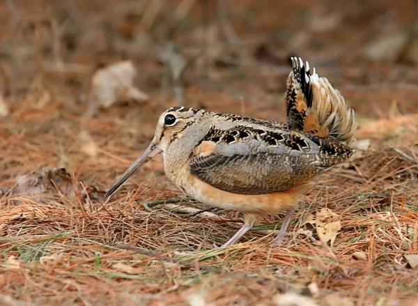 American Woodcock Scolopax Minor — стокове фото