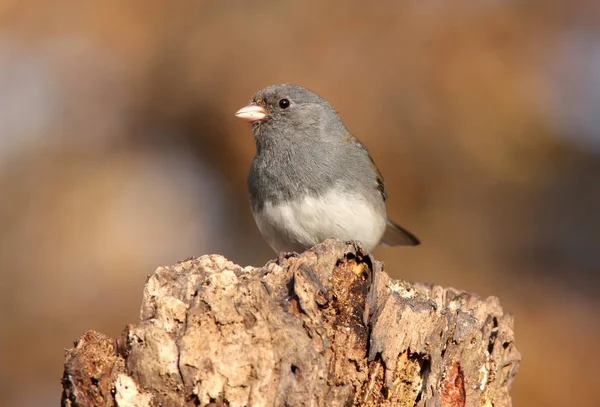 Tmavooký Junco Junco Hyemalis — Stock fotografie