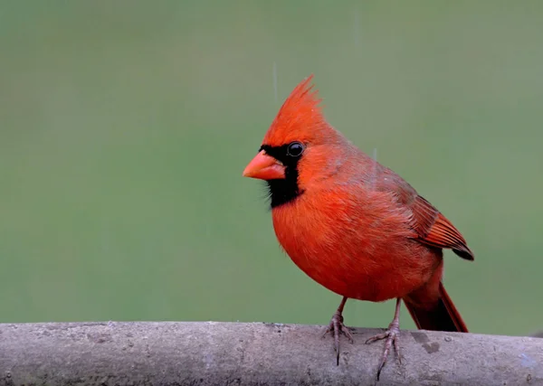 Nördlicher Kardinal Cardinalis Cardinalis — Stockfoto