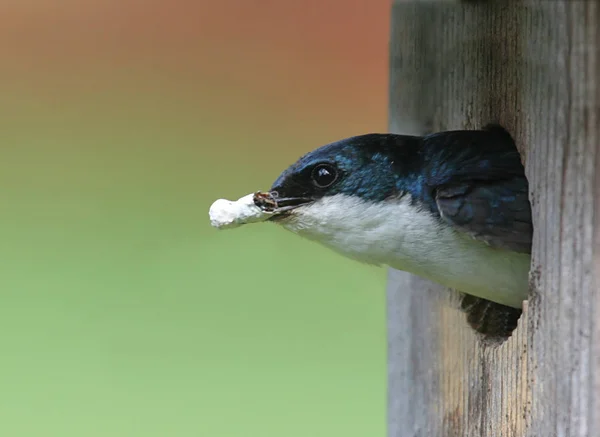 Ağaç Swallow Tachycineta Bicolor — Stok fotoğraf
