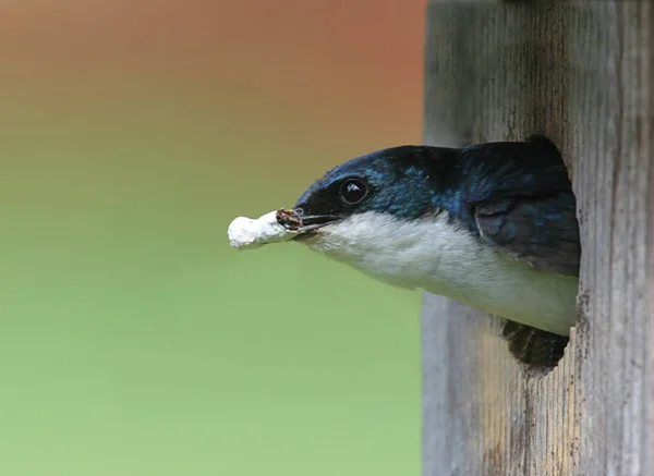 Rondine Tachycineta Bicolor — Foto Stock