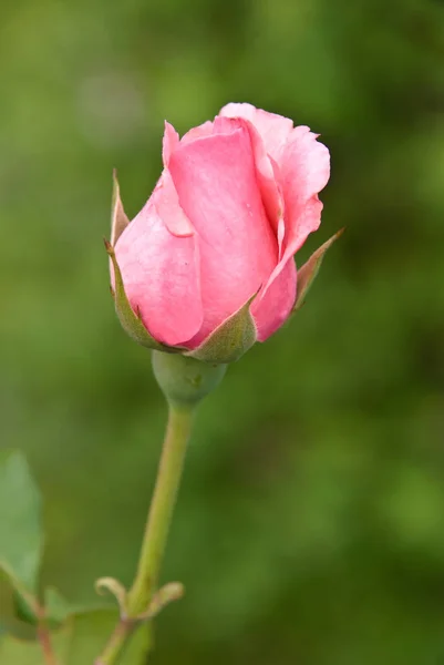 Rosblommor Kronblad Flora — Stockfoto