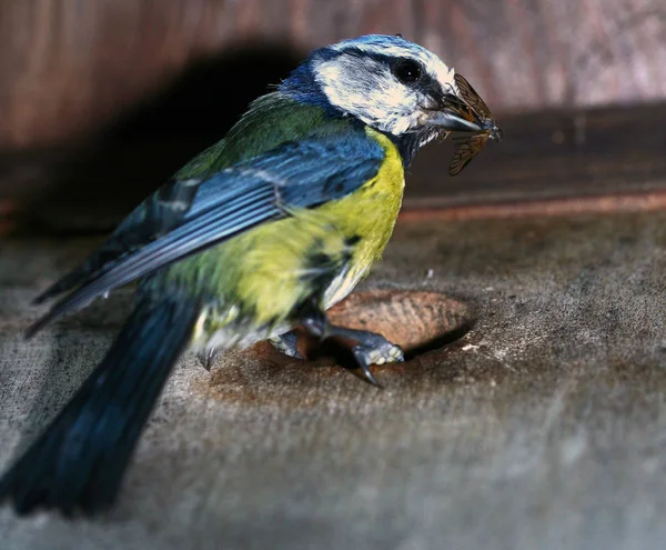 Malerische Ansicht Der Schönen Meise Vogel — Stockfoto