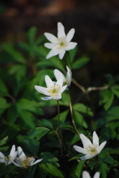 Wiosenne Kwiaty Flora — Zdjęcie stockowe