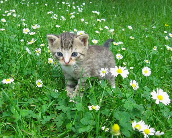 Porträt Einer Süßen Katze — Stockfoto