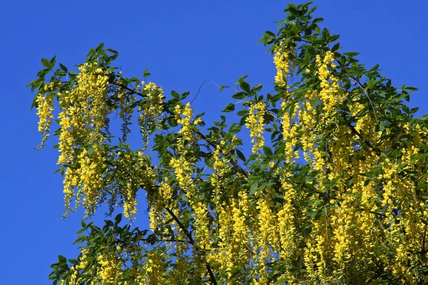 Laburnum Drzewo Kwiatami Flora Przyrodzie — Zdjęcie stockowe